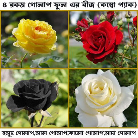 Multicolor Rose Flowers Seeds 12 Pice
